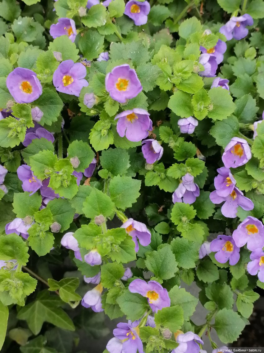 Лурения - Петербург: Рюзгяр и Барин в Таврическом саду (фото 2)