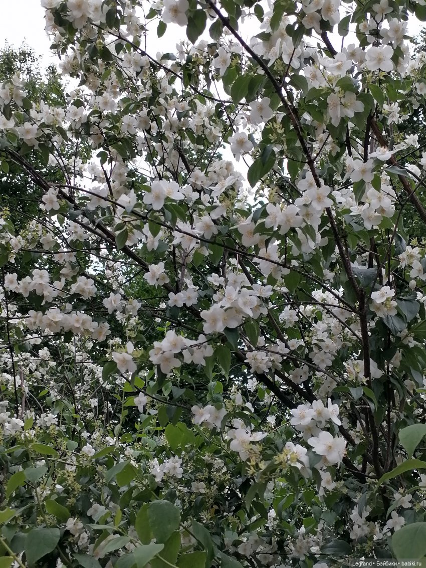 Лурения - Петербург: Рюзгяр и Барин в Таврическом саду