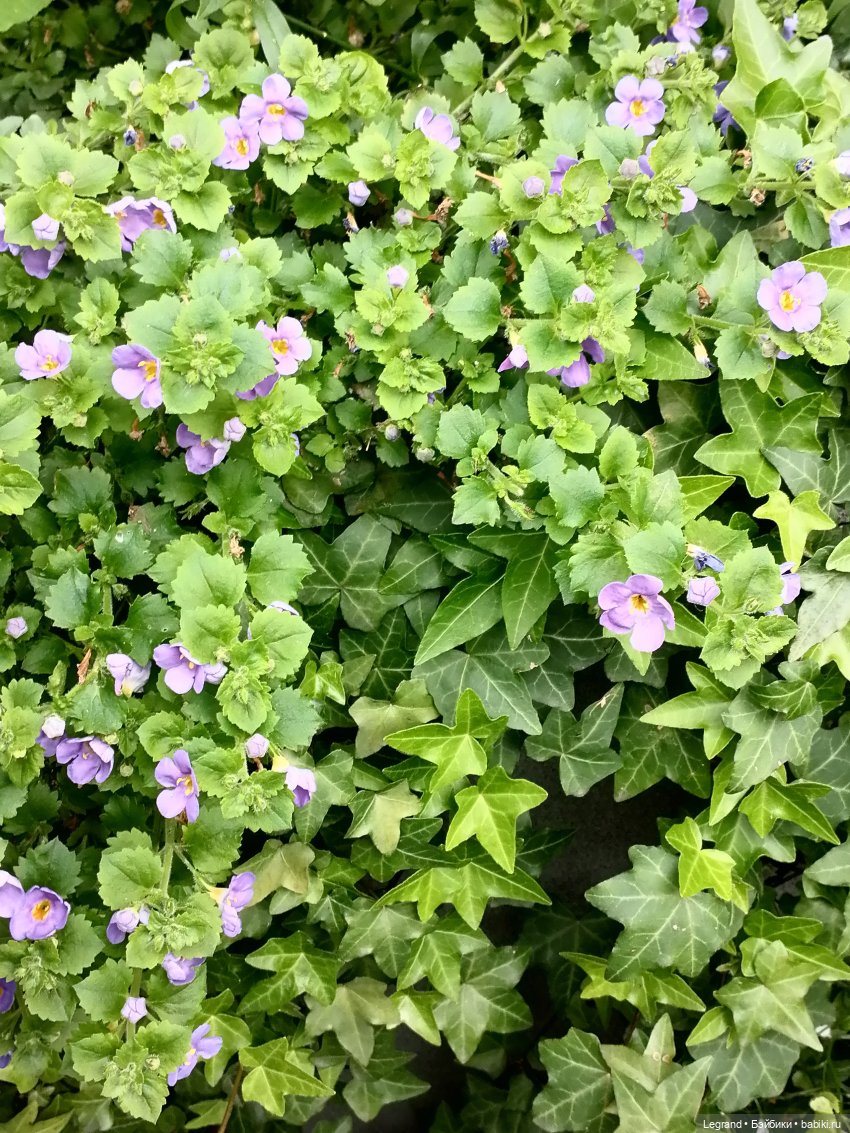 Лурения - Петербург: Рюзгяр и Барин в Таврическом саду (фото 6)