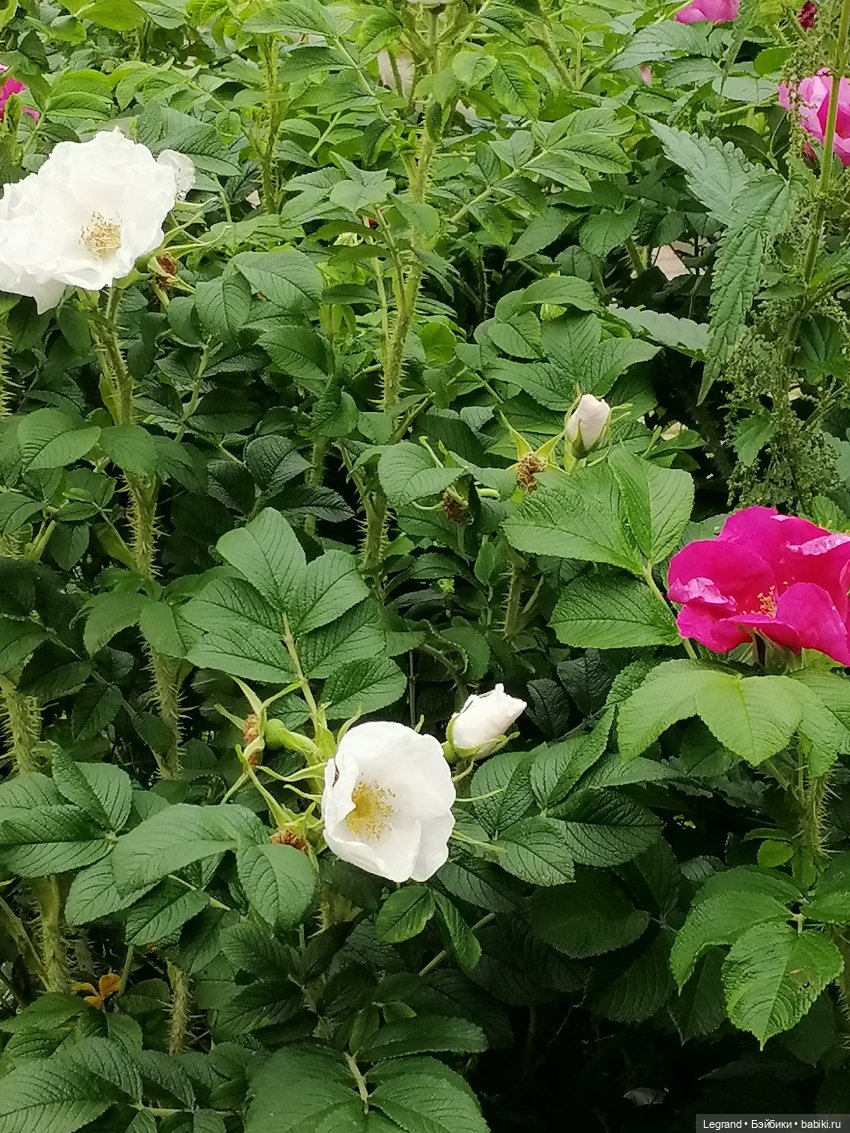 Лурения - Петербург: Рюзгяр и Барин в Таврическом саду (фото 8)