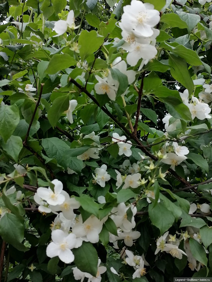 Лурения - Петербург: Рюзгяр и Барин в Таврическом саду