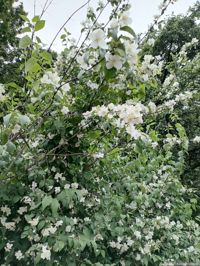 Лурения - Петербург: Рюзгяр и Барин в Таврическом саду