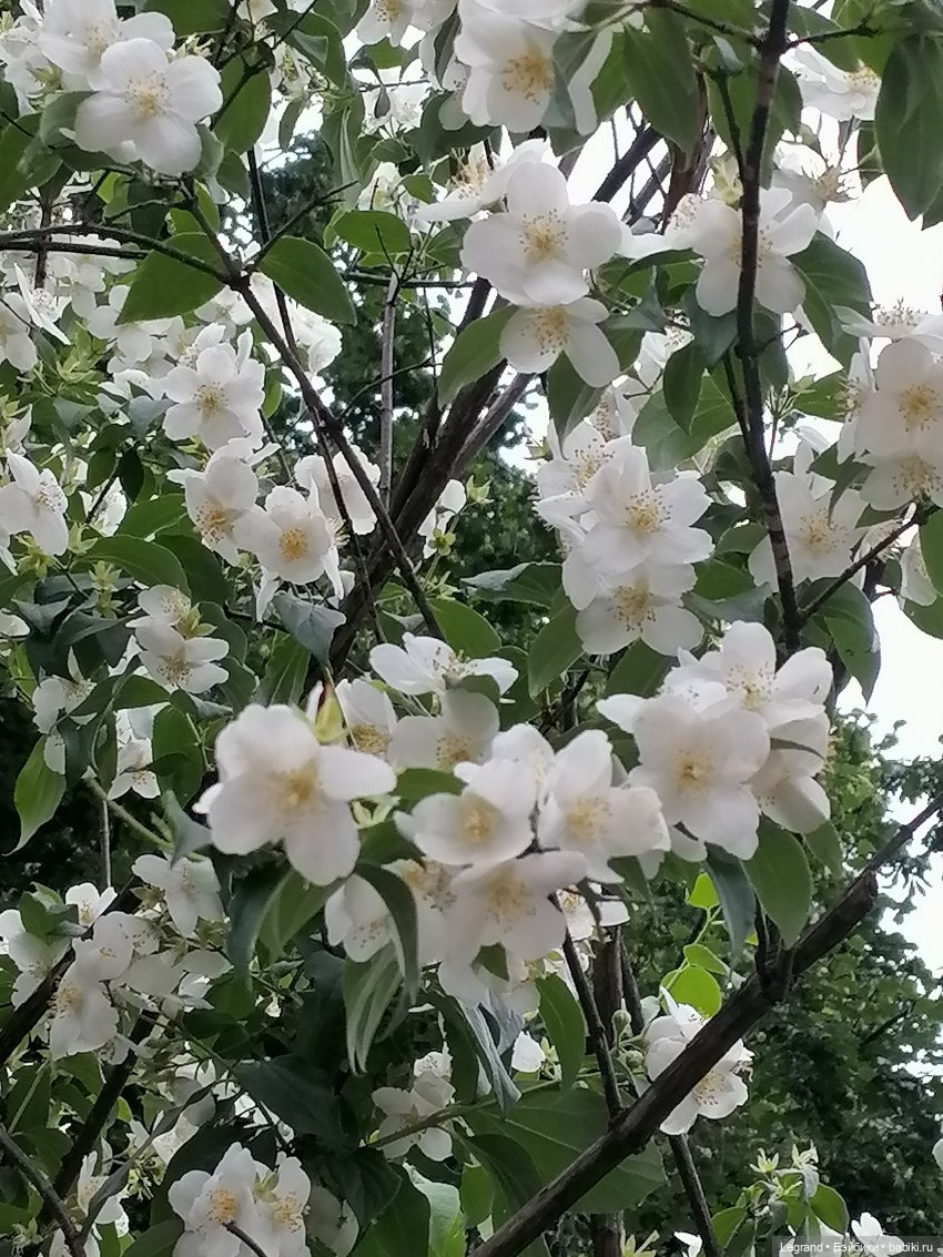 Лурения - Петербург: Рюзгяр и Барин в Таврическом саду