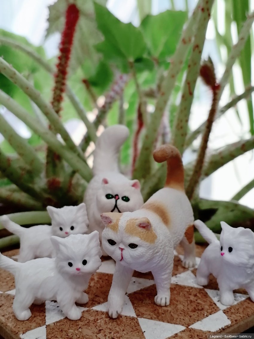 Лурения: семья кошки Шекер🐈