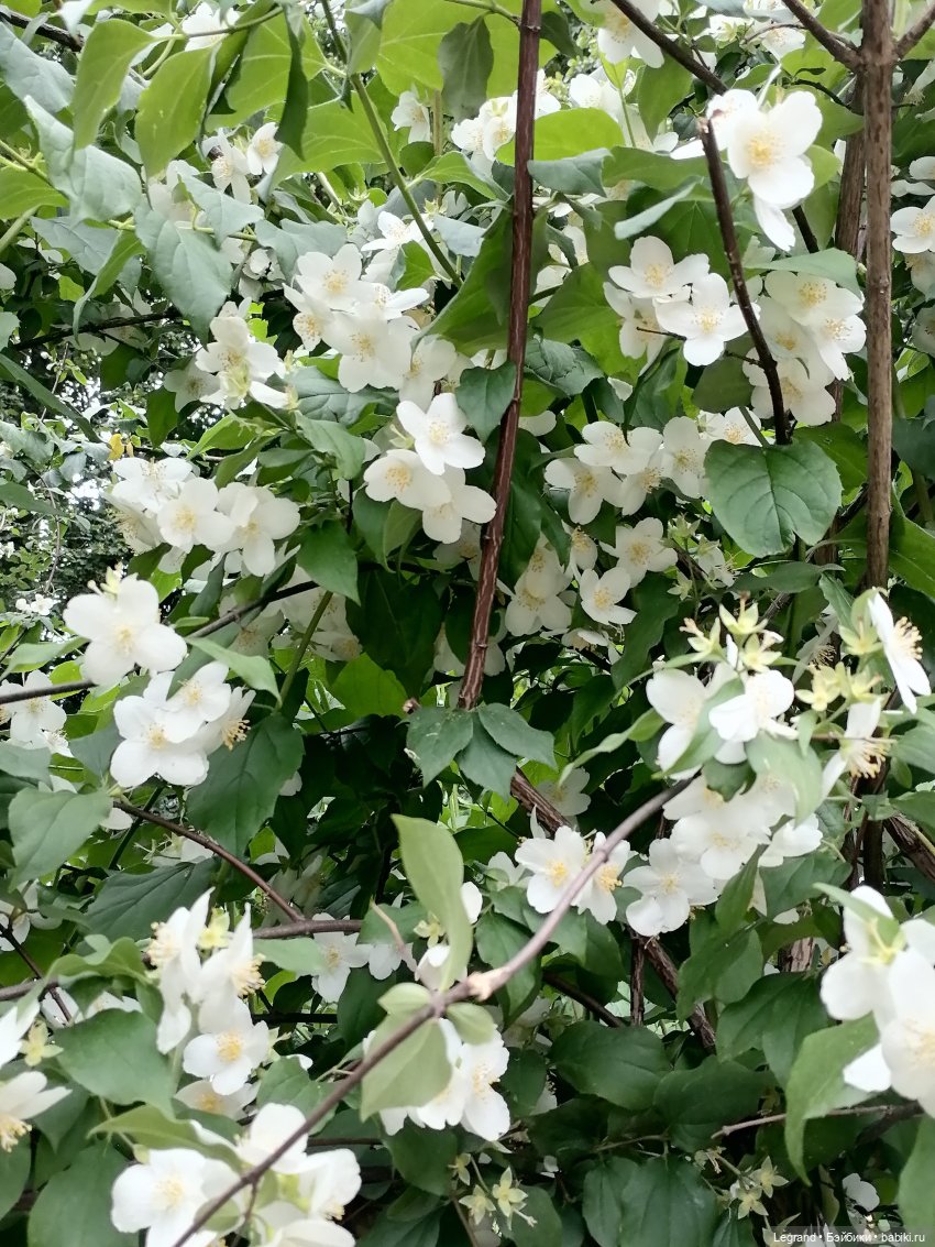 Лурения - Петербург: Рюзгяр и Барин в Таврическом саду