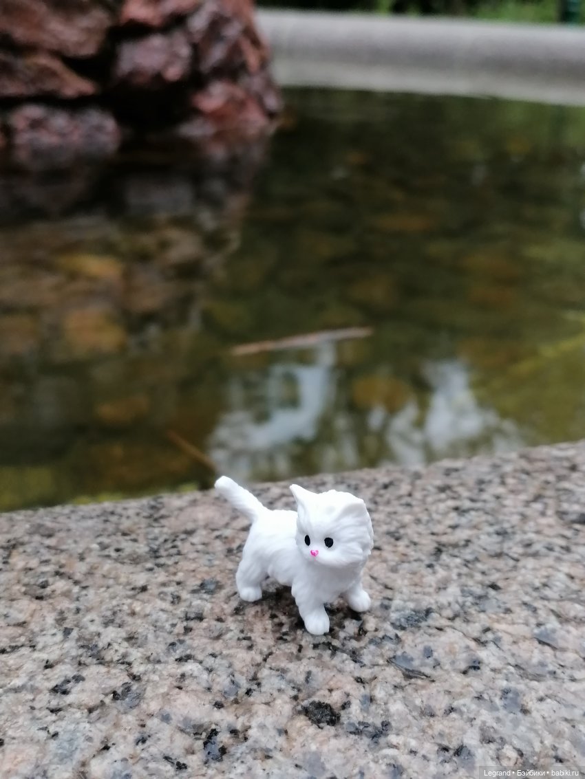 Лурения: семья кошки Шекер🐈