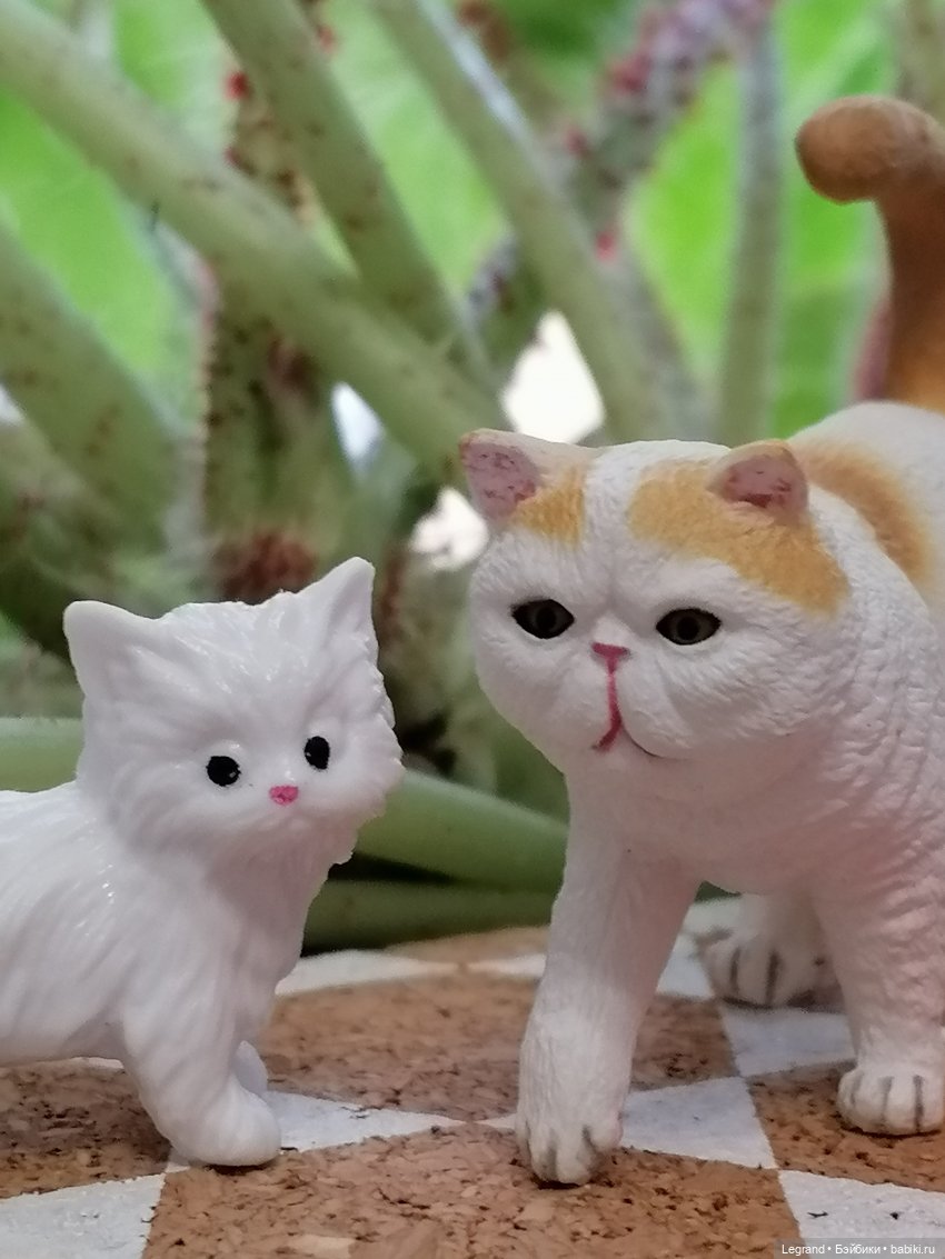 Лурения: семья кошки Шекер🐈