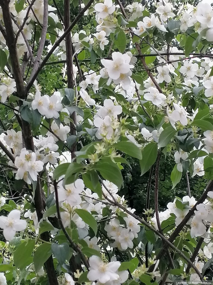 Лурения - Петербург: Рюзгяр и Барин в Таврическом саду