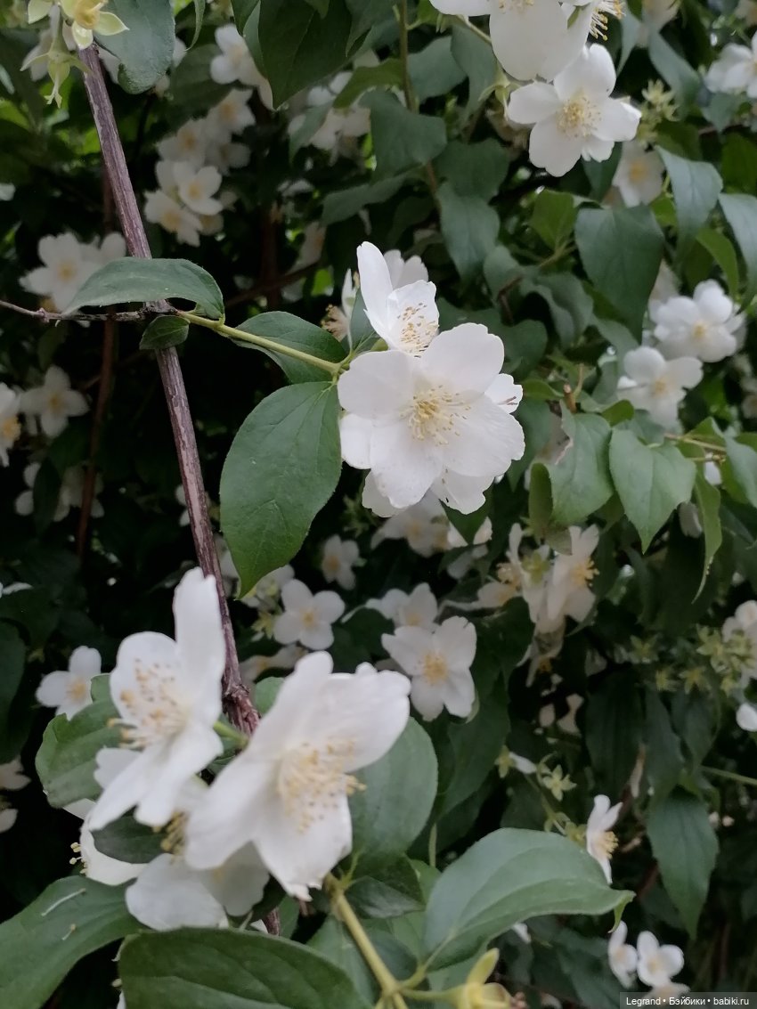 Лурения - Петербург: Рюзгяр и Барин в Таврическом саду