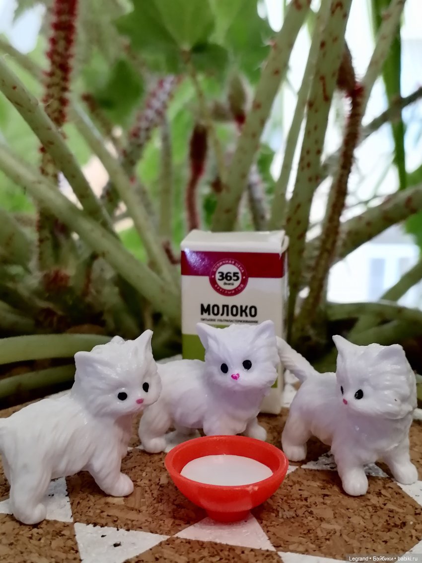 Лурения: семья кошки Шекер🐈