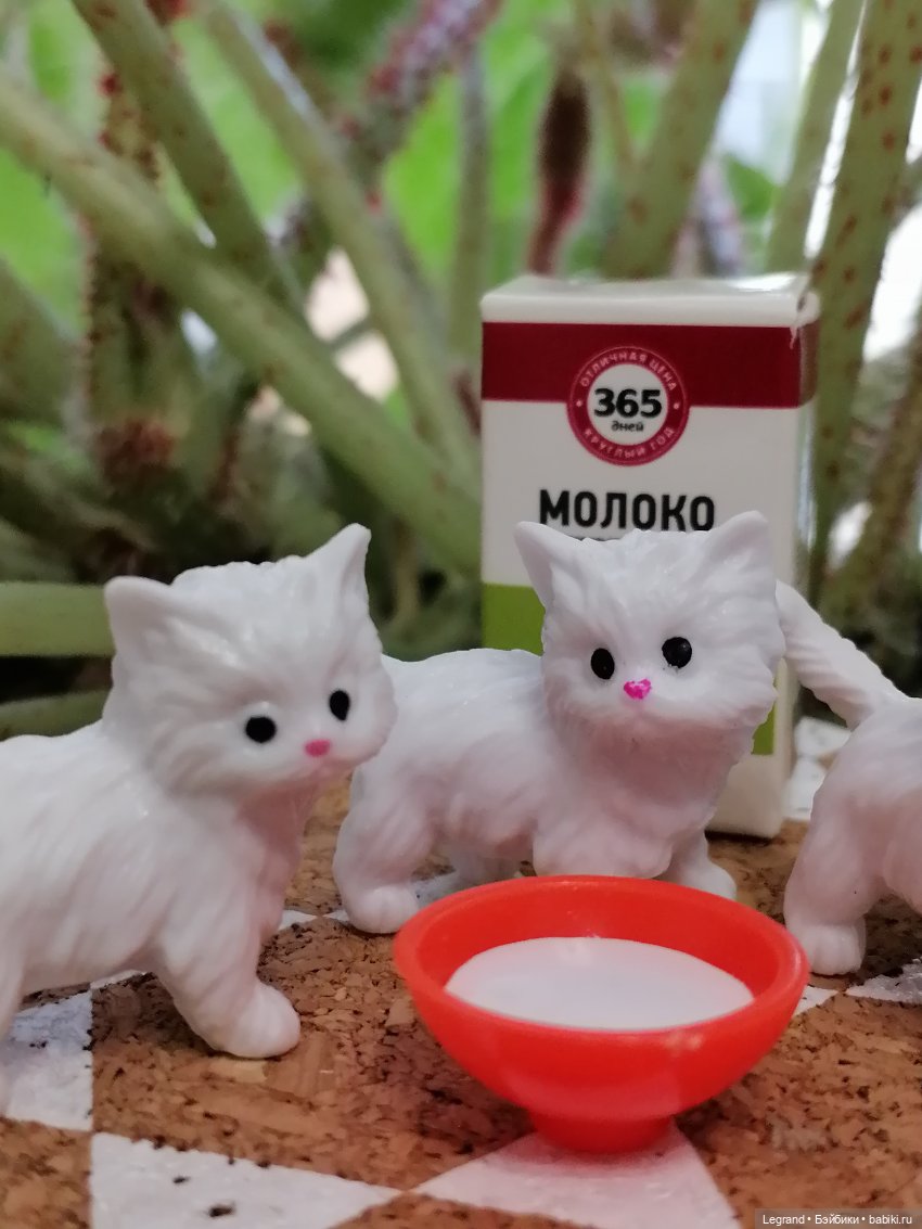 Лурения: семья кошки Шекер🐈