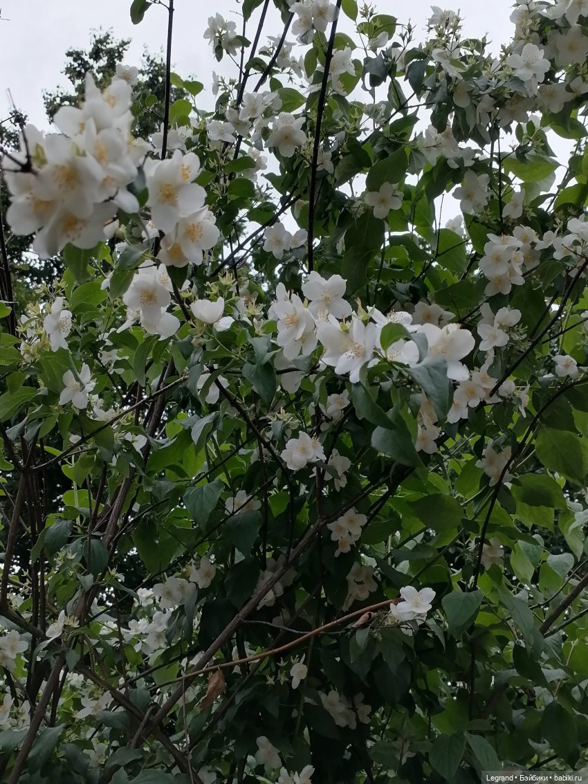 Лурения - Петербург: Рюзгяр и Барин в Таврическом саду
