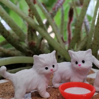 Лурения: семья кошки Шекер🐈