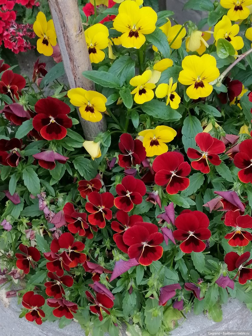 Санкт-Петербург: снова городские цветы (фото 4)