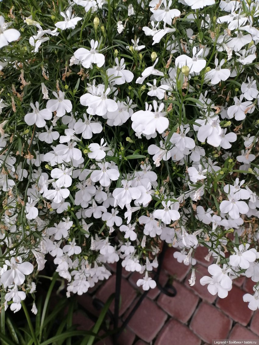 Лурения - Петербург: Птица и Отто в Парадном квартале