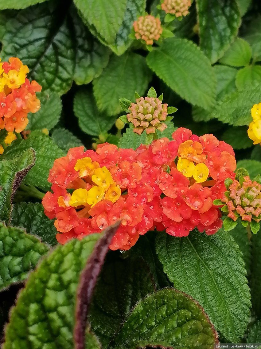 Лурения - Петербург: Птица и Отто в Парадном квартале