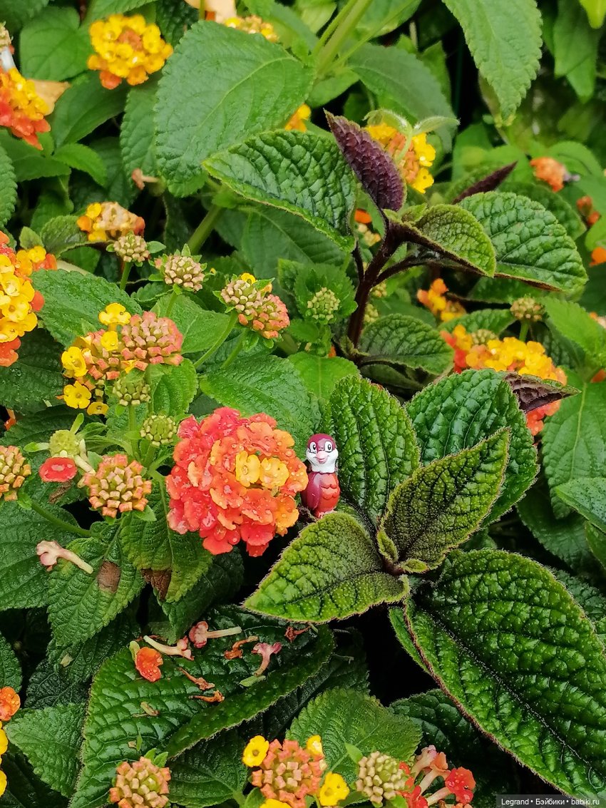 Лурения - Петербург: Птица и Отто в Парадном квартале (фото 2)