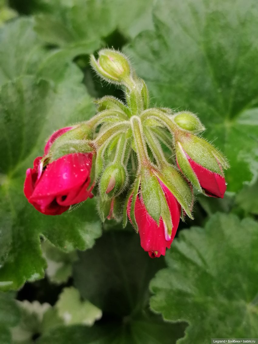 Лурения - Петербург: Птица и Отто в Парадном квартале