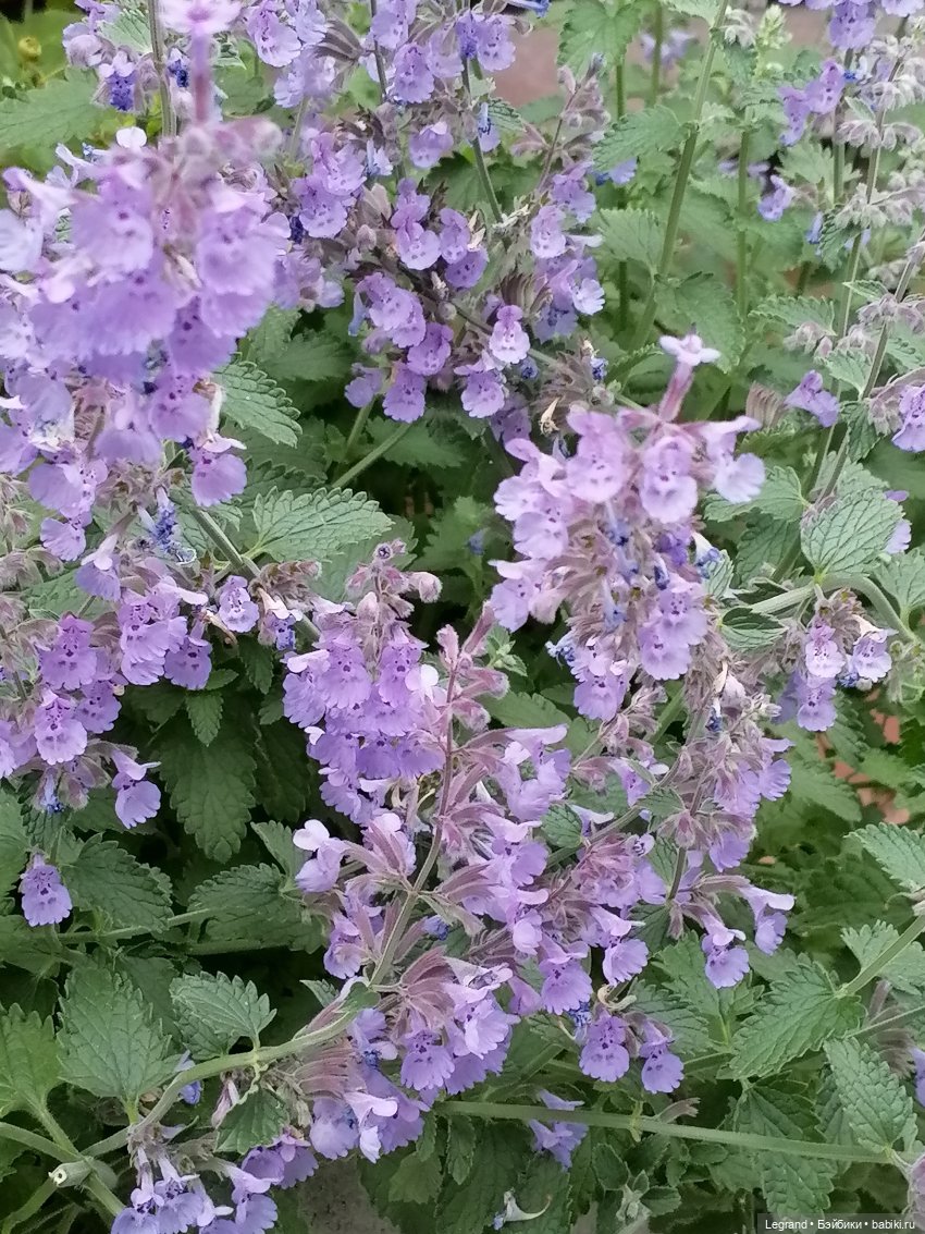 Санкт-Петербург: снова городские цветы