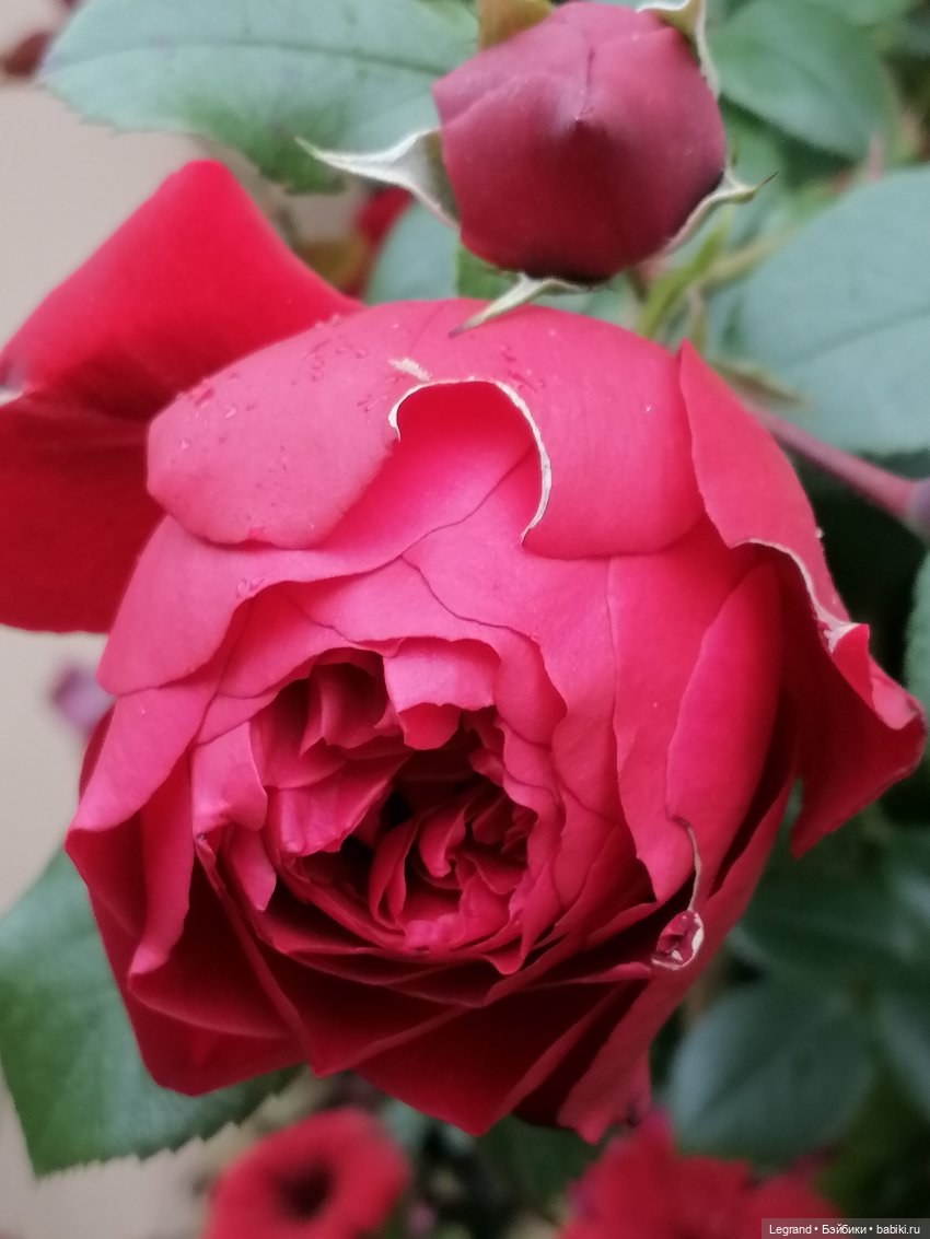 Санкт-Петербург: снова городские цветы (фото 8)