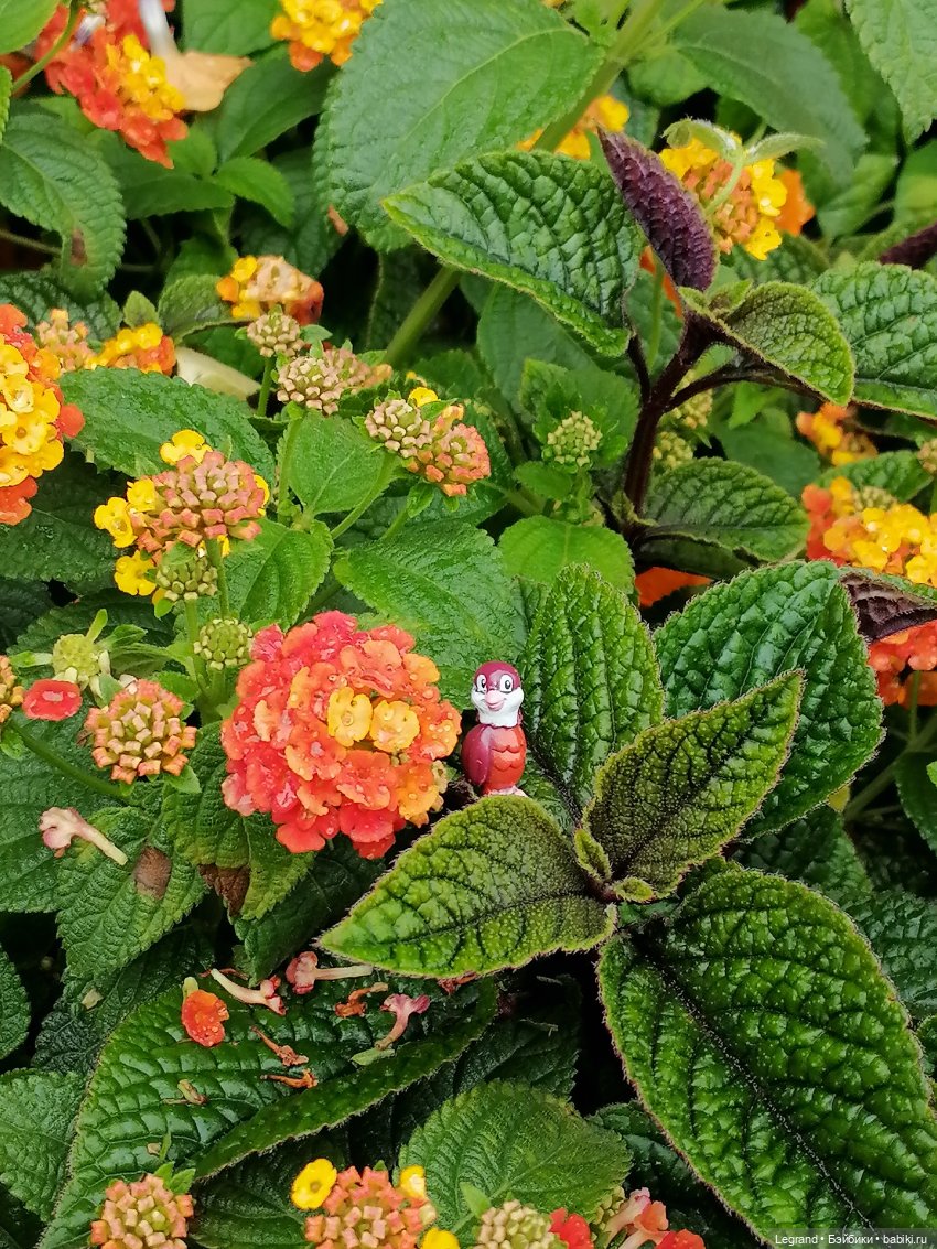 Лурения - Петербург: Птица и Отто в Парадном квартале