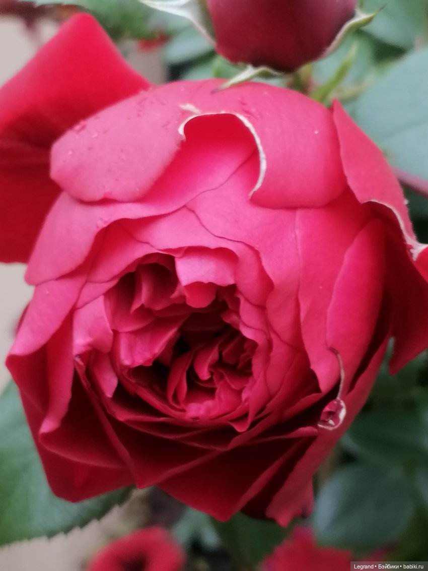 Санкт-Петербург: снова городские цветы (фото 7)