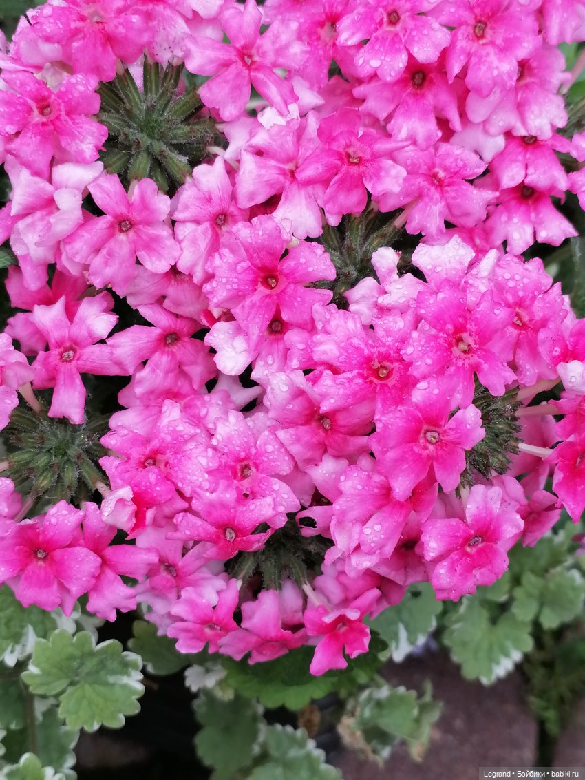 Лурения - Петербург: Птица и Отто в Парадном квартале