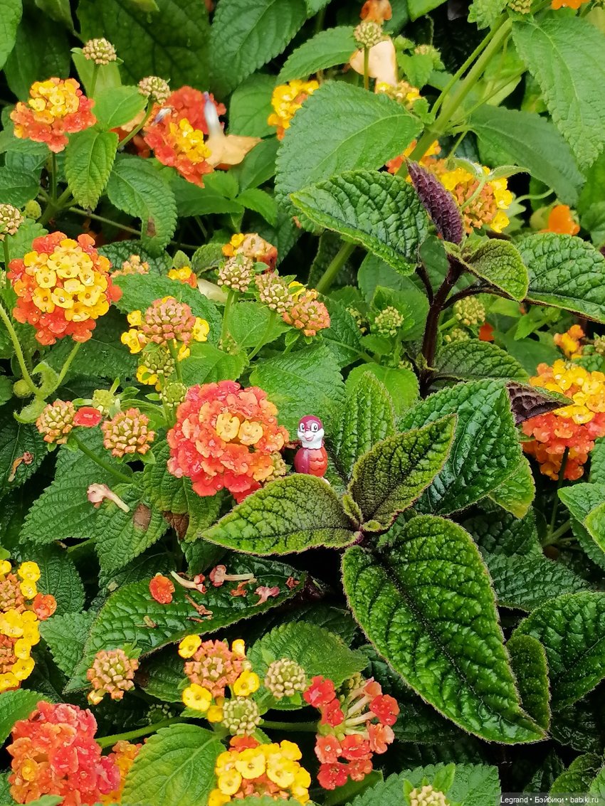 Лурения - Петербург: Птица и Отто в Парадном квартале