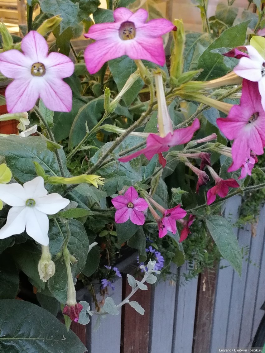 Санкт-Петербург: снова городские цветы