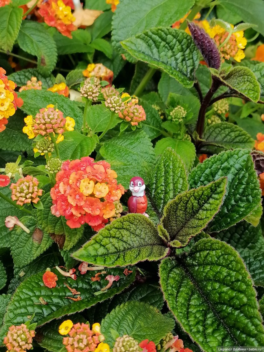 Лурения - Петербург: Птица и Отто в Парадном квартале