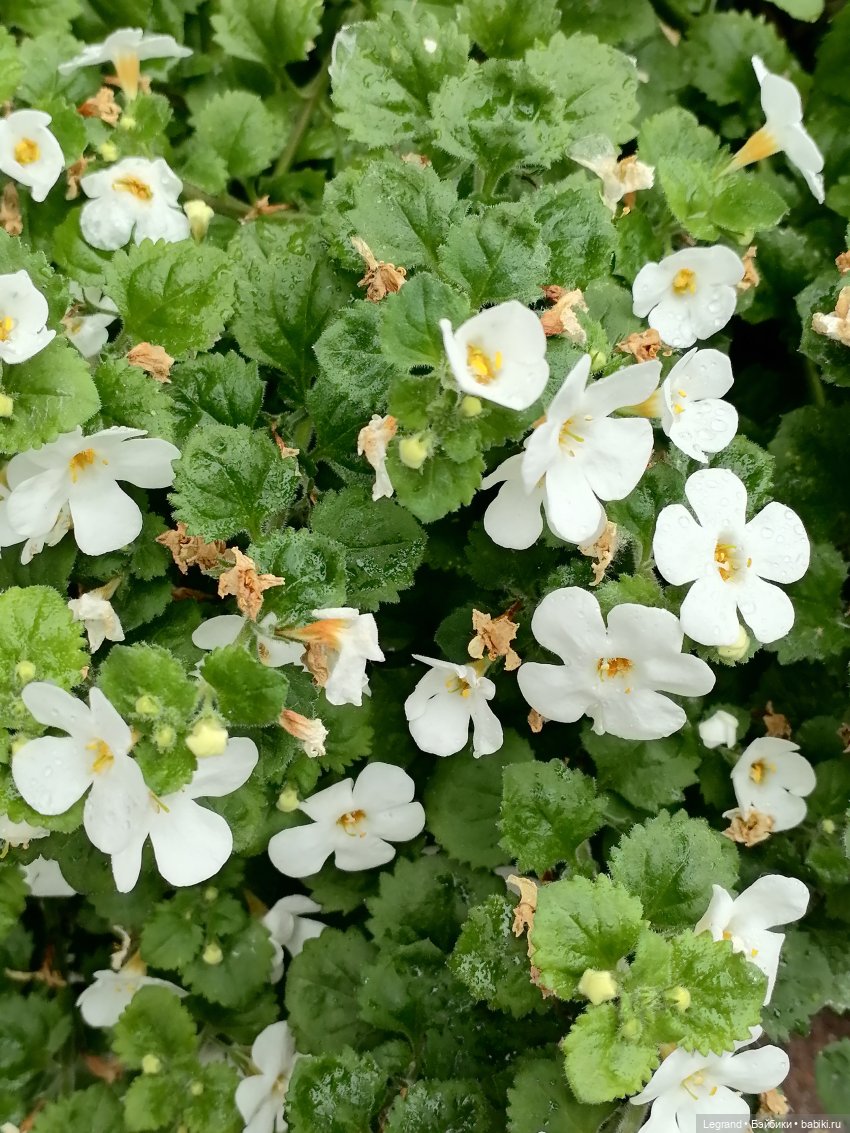 Лурения - Петербург: Птица и Отто в Парадном квартале