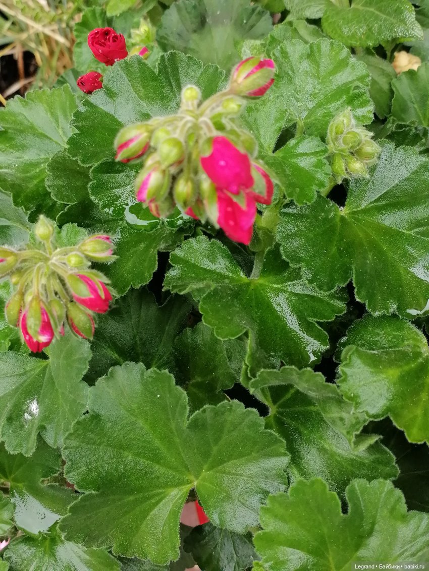 Лурения - Петербург: Птица и Отто в Парадном квартале