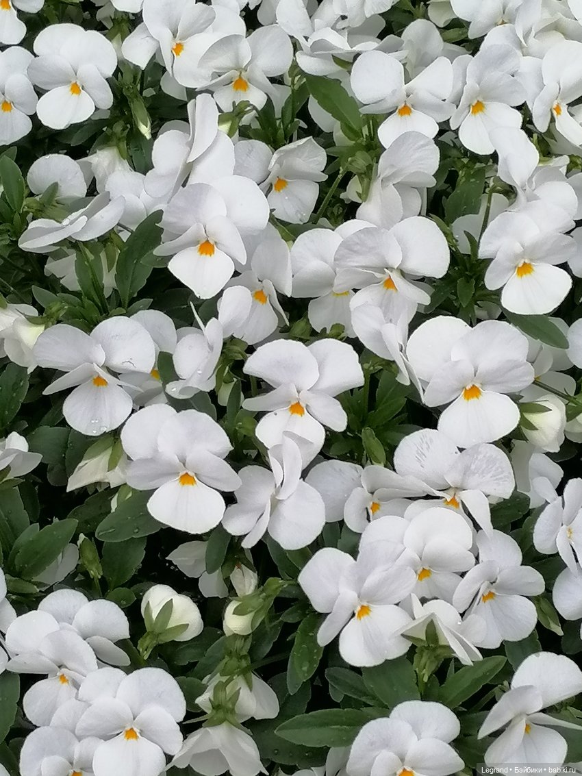 Санкт-Петербург: снова городские цветы