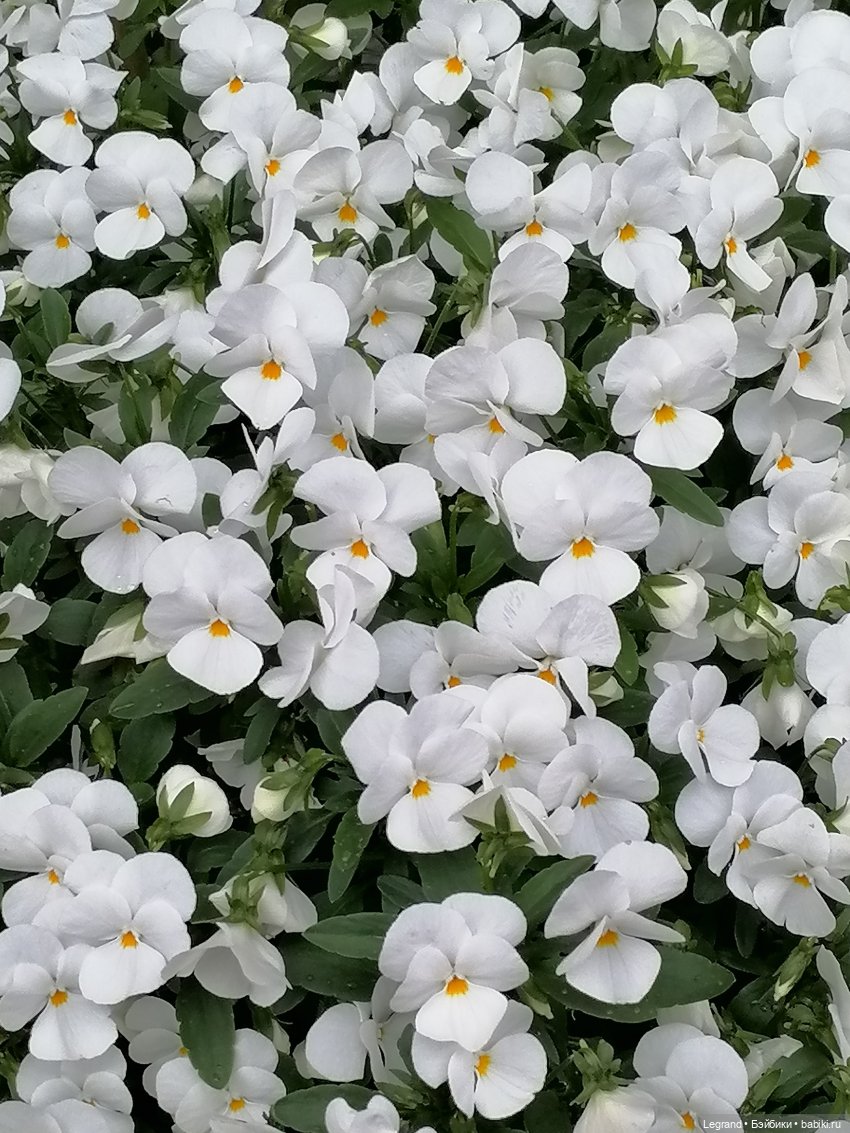 Санкт-Петербург: снова городские цветы