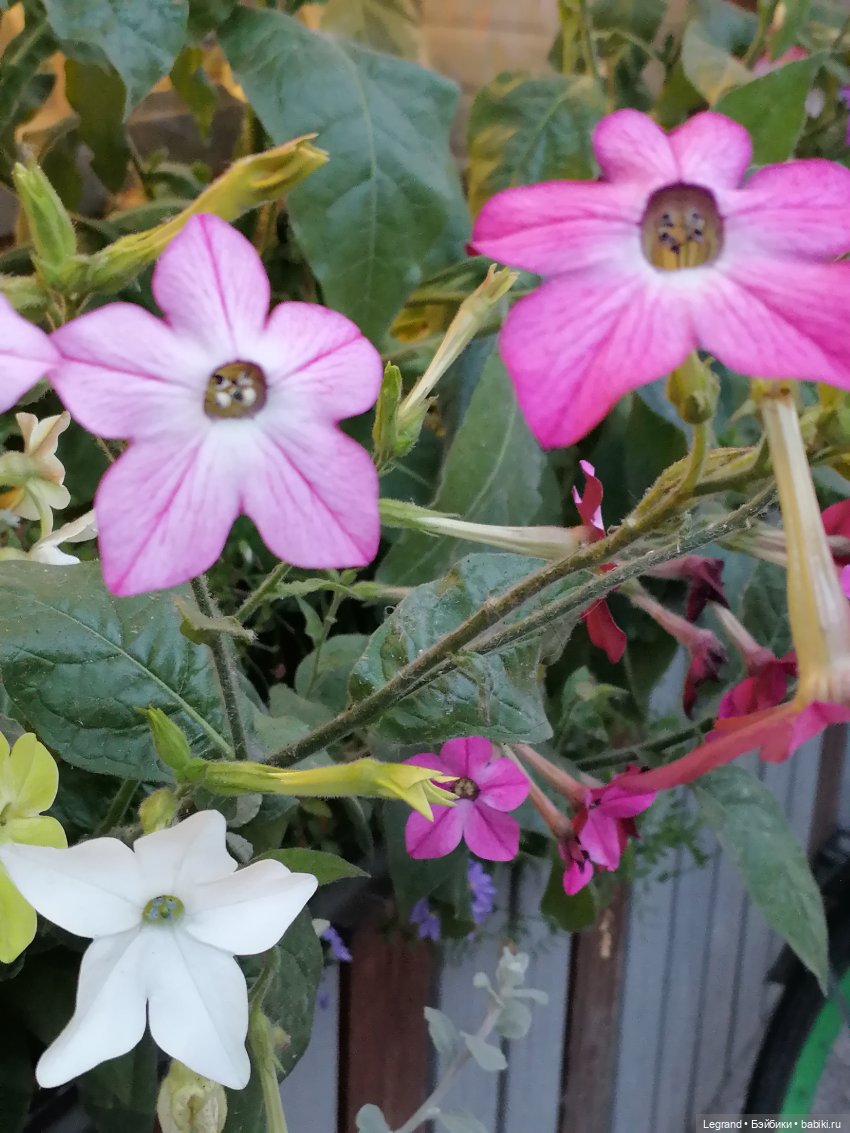 Санкт-Петербург: снова городские цветы