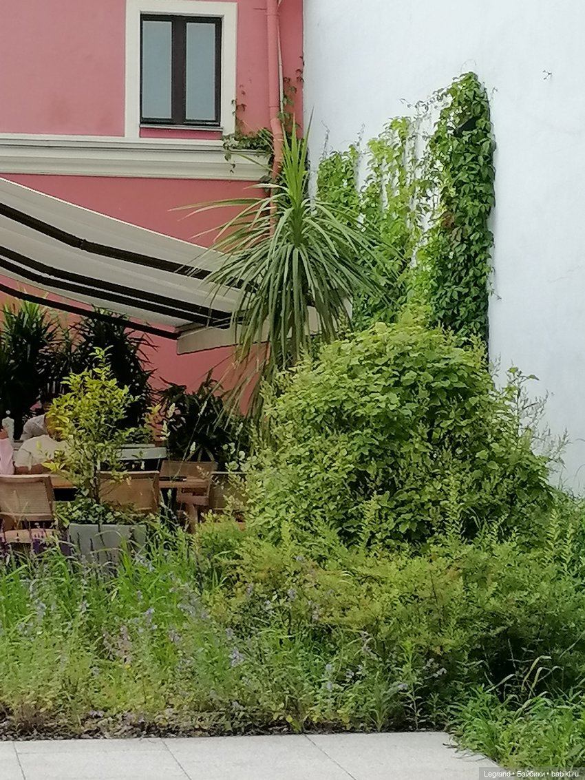 Санкт-Петербург: снова городские цветы