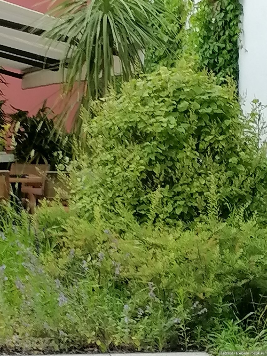 Санкт-Петербург: снова городские цветы