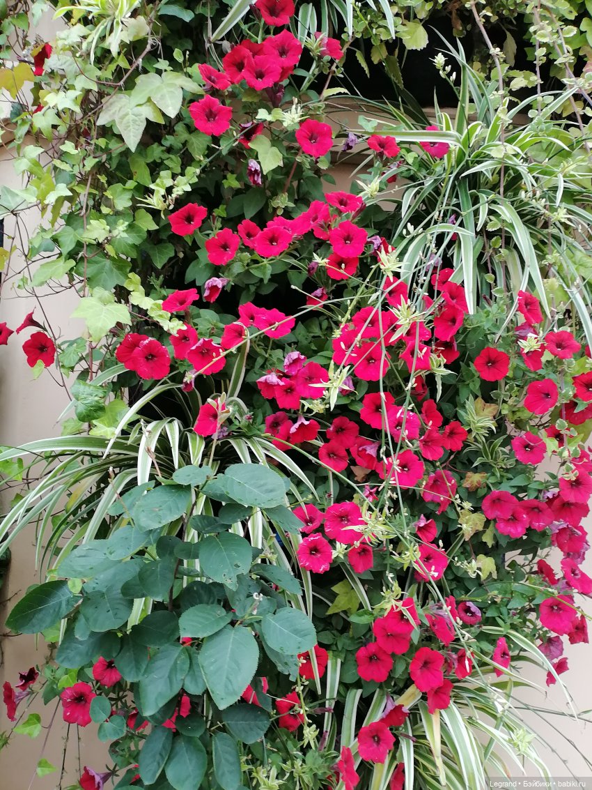 Санкт-Петербург: снова городские цветы (фото 3)