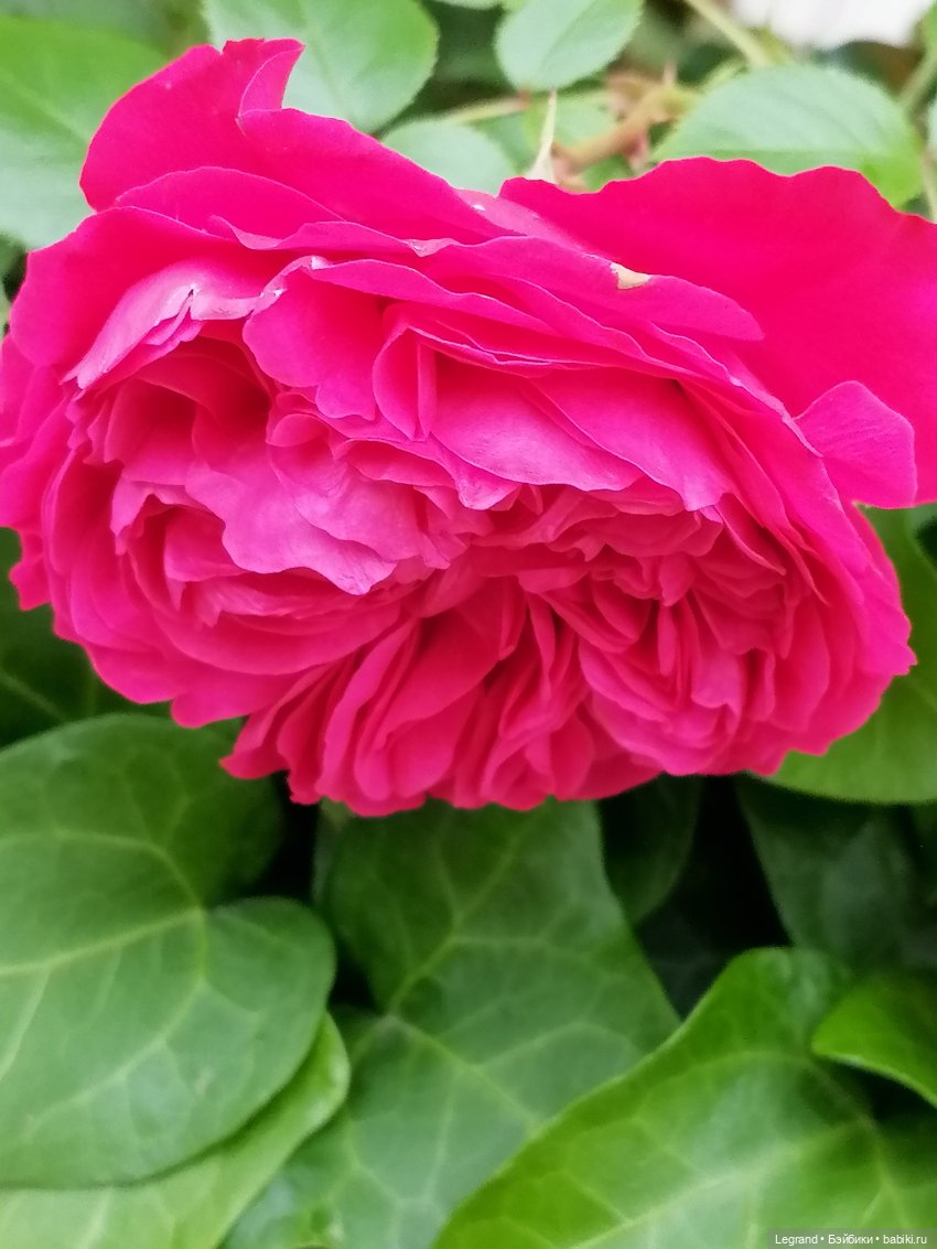 Санкт-Петербург: снова городские цветы (фото 5)