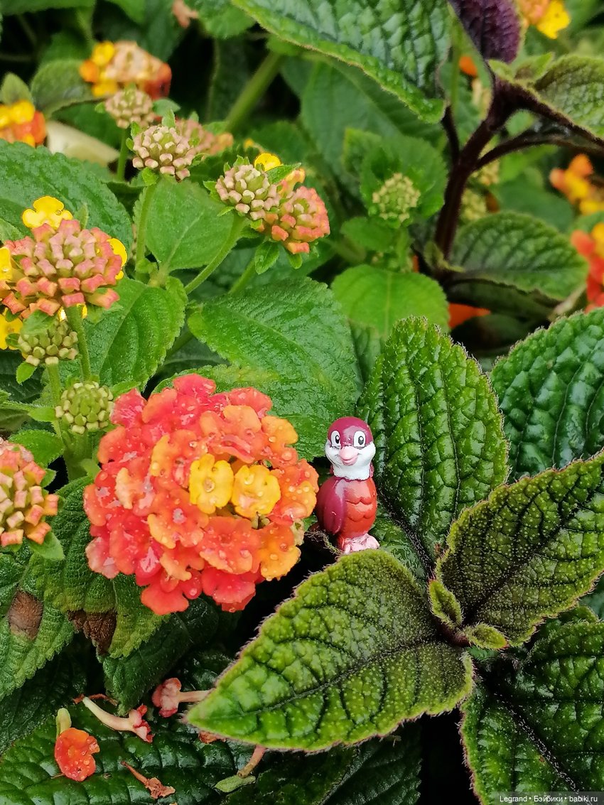 Лурения - Петербург: Птица и Отто в Парадном квартале