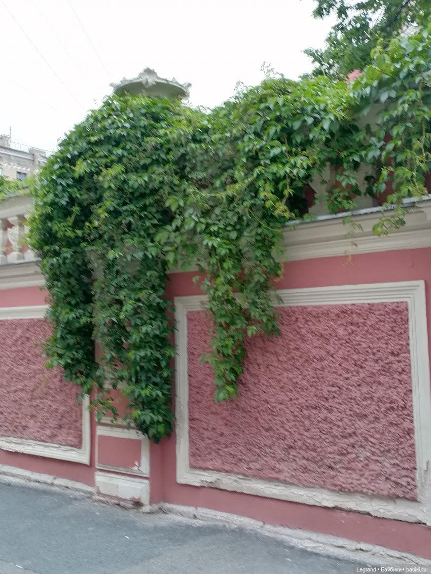 Санкт-Петербург: снова городские цветы