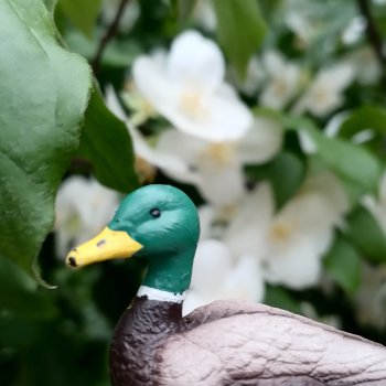 Лурения - Петербург: Рюзгяр и Барин в Таврическом саду