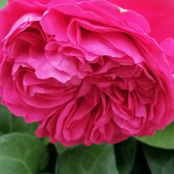 Санкт-Петербург: снова городские цветы