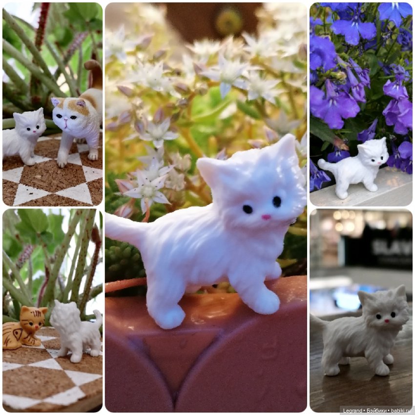 Лурения: перепись кошачьих - 2025 🤗