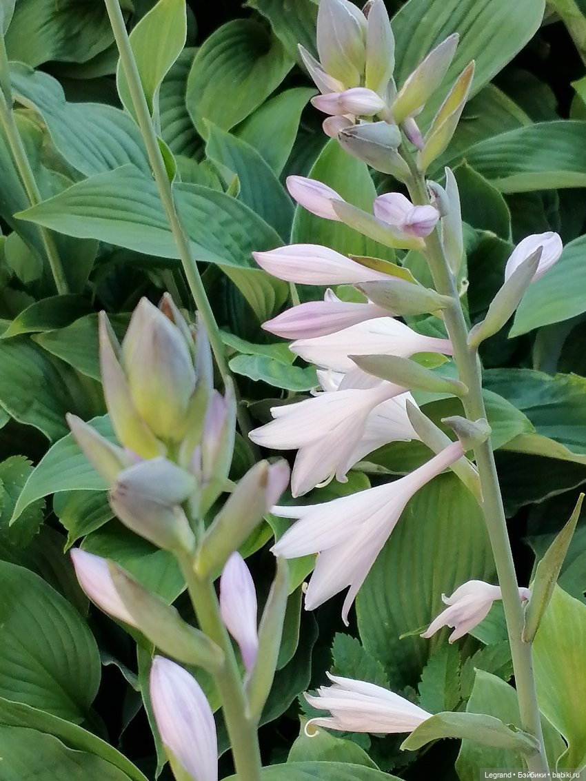 Лурения - Петербург: Лукум в Парадном