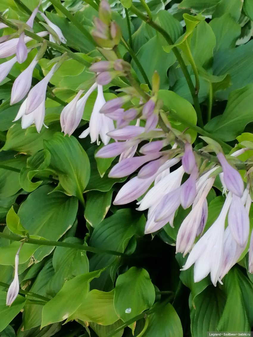 Лурения - Петербург: Лукум в Парадном