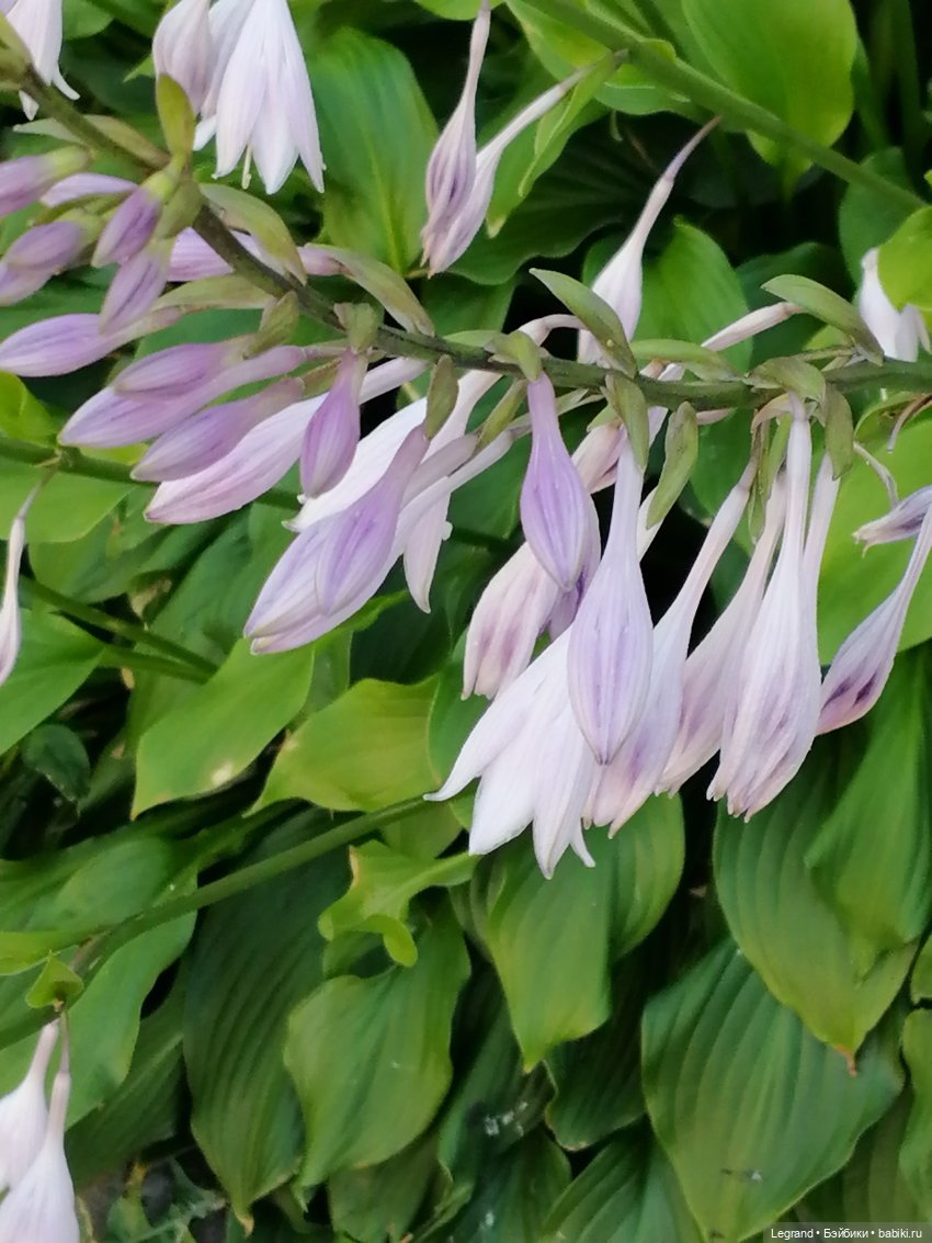 Лурения - Петербург: Лукум в Парадном