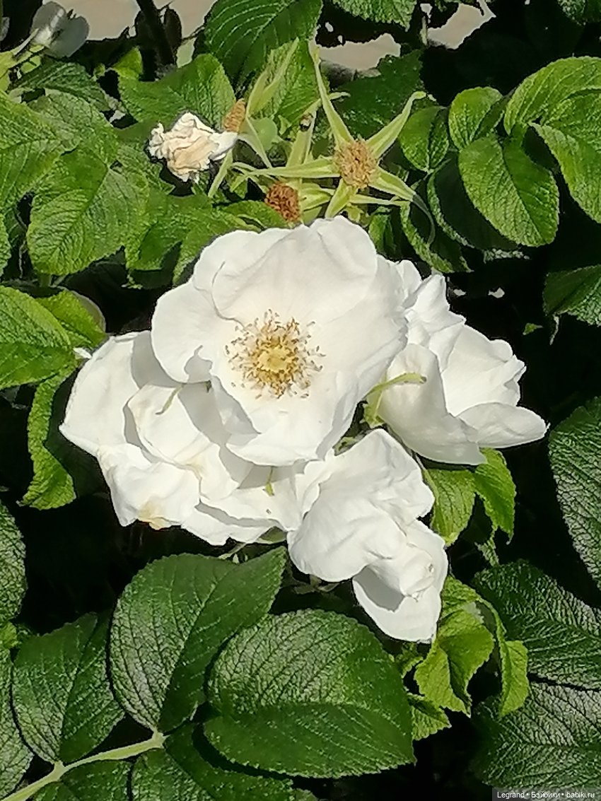 Лурения - Петербург: Лукум в Парадном