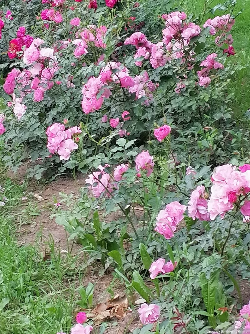 Санкт-Петербург: цветы в Таврическом саду (фото 9)