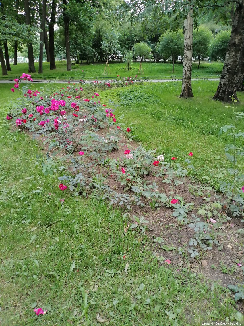 Санкт-Петербург: цветы в Таврическом саду